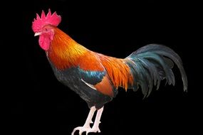 chicken cockerel drawing