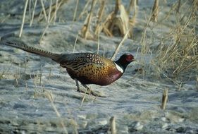 male pheasant walking by sand