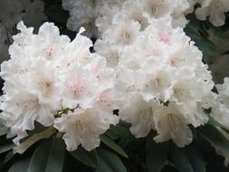 rhododendron flowers in nature