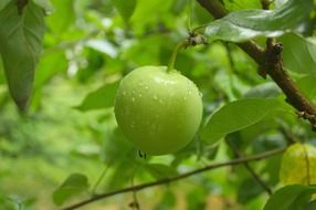 green apple in raindrops on a tree