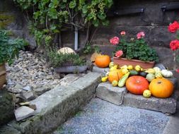 colorful pumpkin zucchini