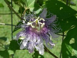 purple passion flower in the garden