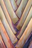 part of banana leaf