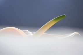 white anthurium blossom