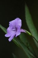 purple delicate blossom