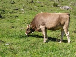 cow grazing in the mountains, austria, tyrol