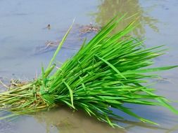 rice plant