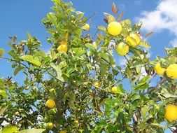 lemon tree with lemons