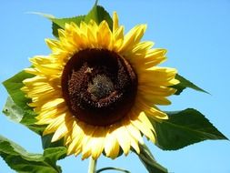 open sunflower at blue sky