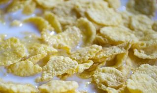cornflakes in milk for breakfast