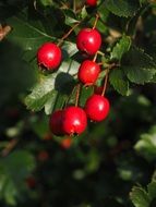 shiny red berries