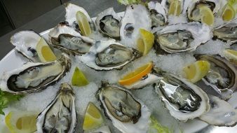 oysters with lemon on ice, haute cuisine