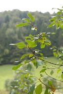 leaves of rhamnus frangula tree