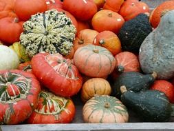 different species of pumpkins