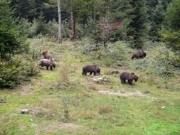 brown bear family