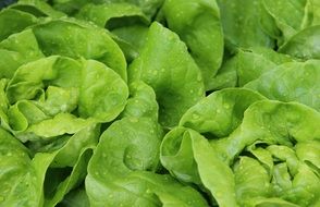 green salad leaf lettuce