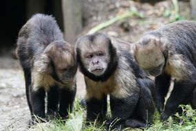 three monkeys in grass