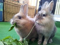 dwarf bunny