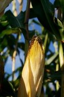 corn on the close cob