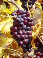 grapes in the soft sun light