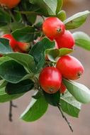 tiny apples on branch