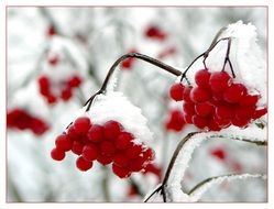 red berries in the snow in winter