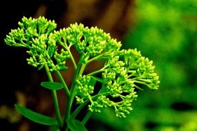 hylotelephium spectabile, inflorescence at blurred background