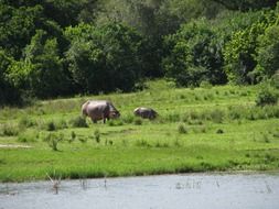 animals in the pasture near the river