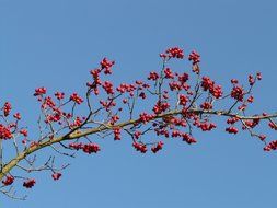 dainty berries fruits