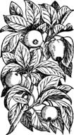 Apples on the tree clipart