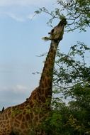 giraffe, south africa