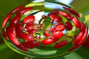 cherries in a distorted image