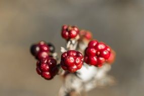 Small bush with small red berries on it