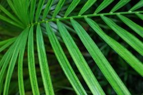 green fern leaves close-up