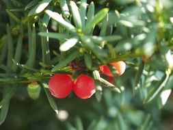 yew berries
