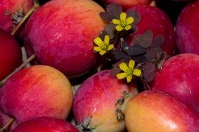 red apples with flowers