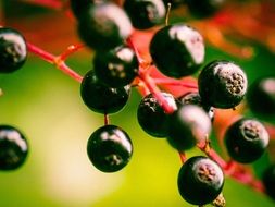Black elderberries grow on bush branch