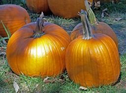 orange pumpkins for thanksgiving