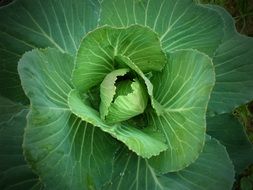 cabbage with large juicy leaves close-up