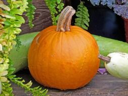Orange pumpkin in autumn for halloween
