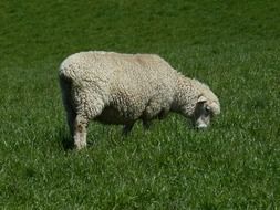 sheep graze in the meadow