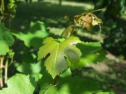 green grape leaf close-up on blurred background