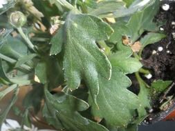 dark green leaves of chrysanthemum closeup