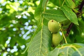 green walnuts on branch