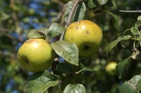 Green apple tree in nature