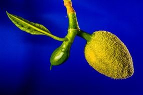 Closeup picture of tropical young jackfruit