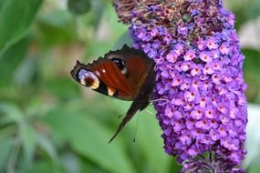 peacock butterfly drinks nectar from a purple flower