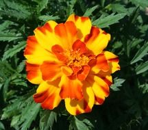 marigold flower