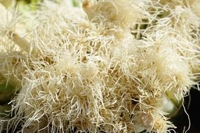 roots of the Green onion