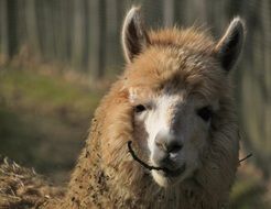 head of alpaca looking straight